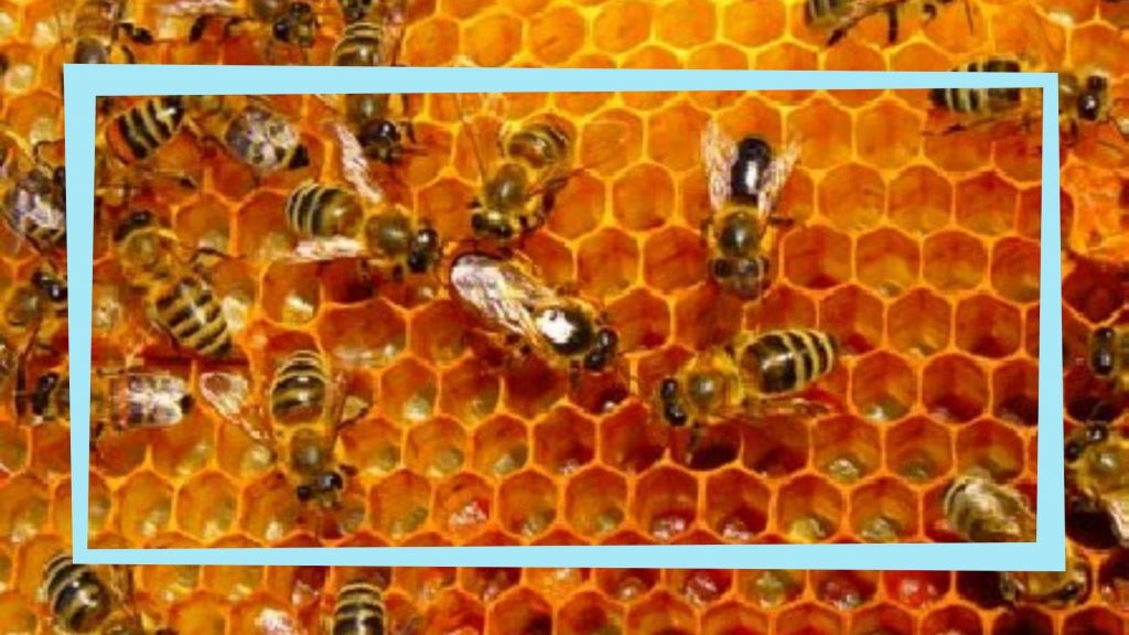 כוורת דבורים